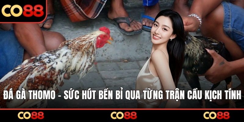 Đá gà Thomo