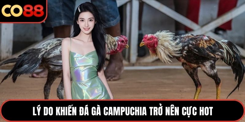 Lý do khiến đá gà Campuchia trở nên cực hot
