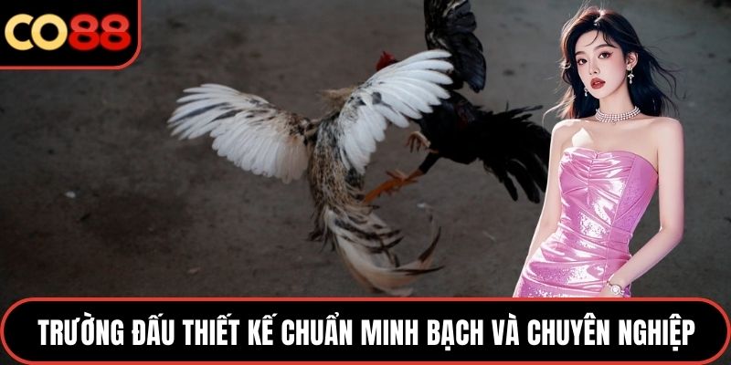 Trường đấu thiết kế chuẩn minh bạch và chuyên nghiệp